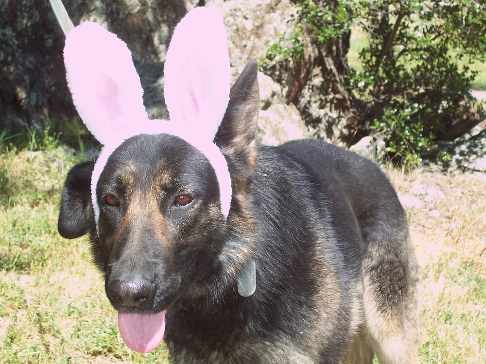 Enlarge Daisy, a Adoptable German Shepherd Dog in Shingle Springs, CA image 1/5