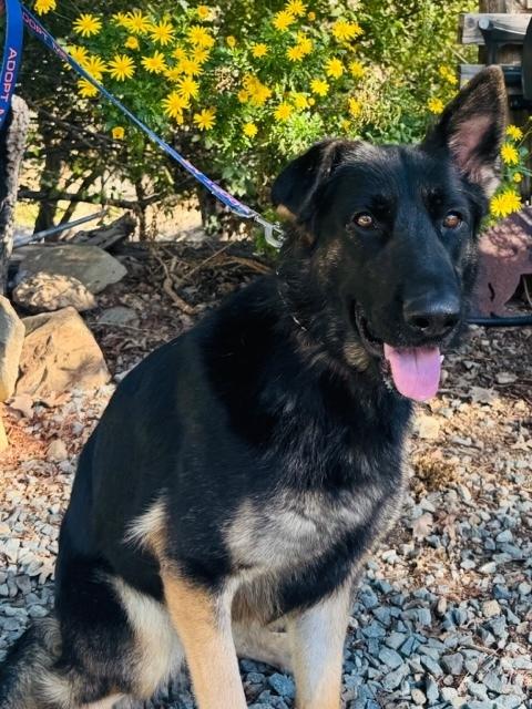 Enlarge Daisy, a Adoptable German Shepherd Dog in Shingle Springs, CA image 1/6