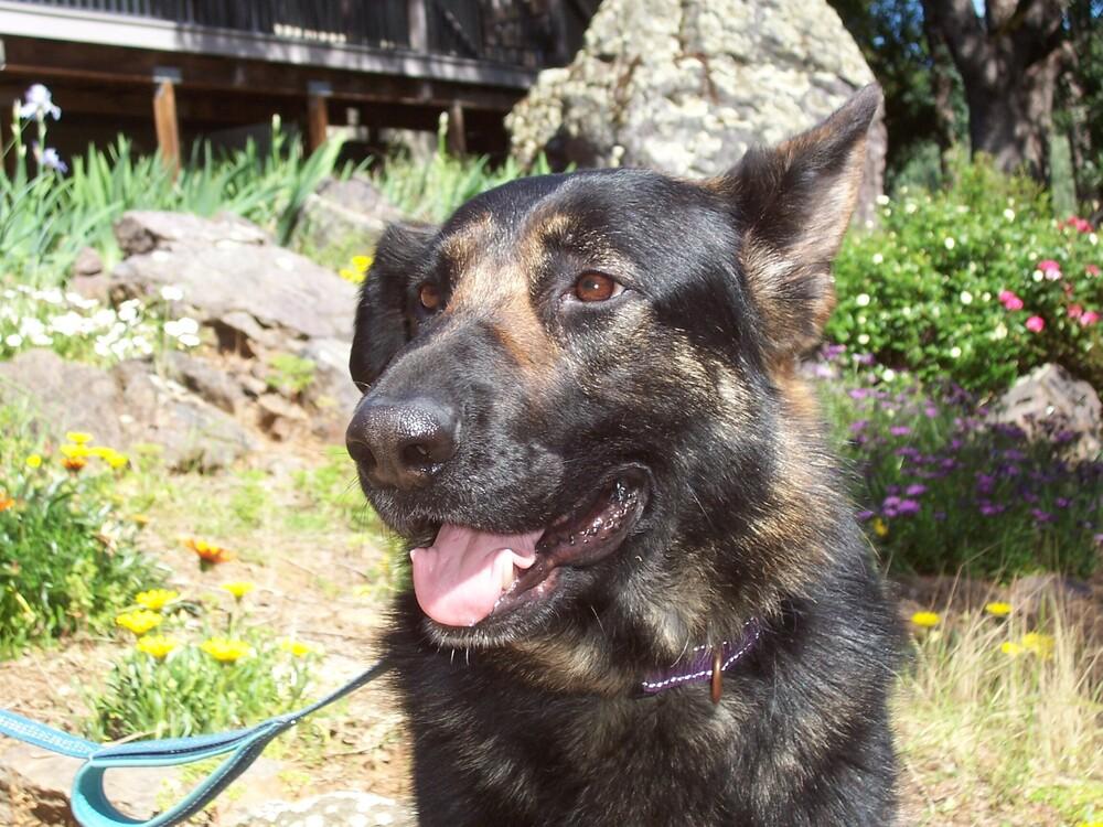Enlarge Daisy, a Adoptable German Shepherd Dog in Shingle Springs, CA image 2/6