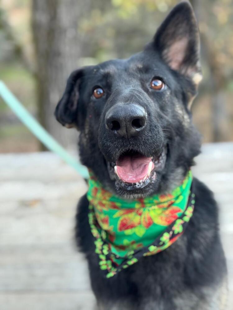Enlarge Daisy, a Adoptable German Shepherd Dog in Shingle Springs, CA image 4/6