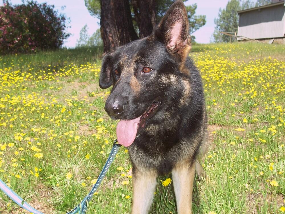 Enlarge Daisy, a Adoptable German Shepherd Dog in Shingle Springs, CA image 5/6