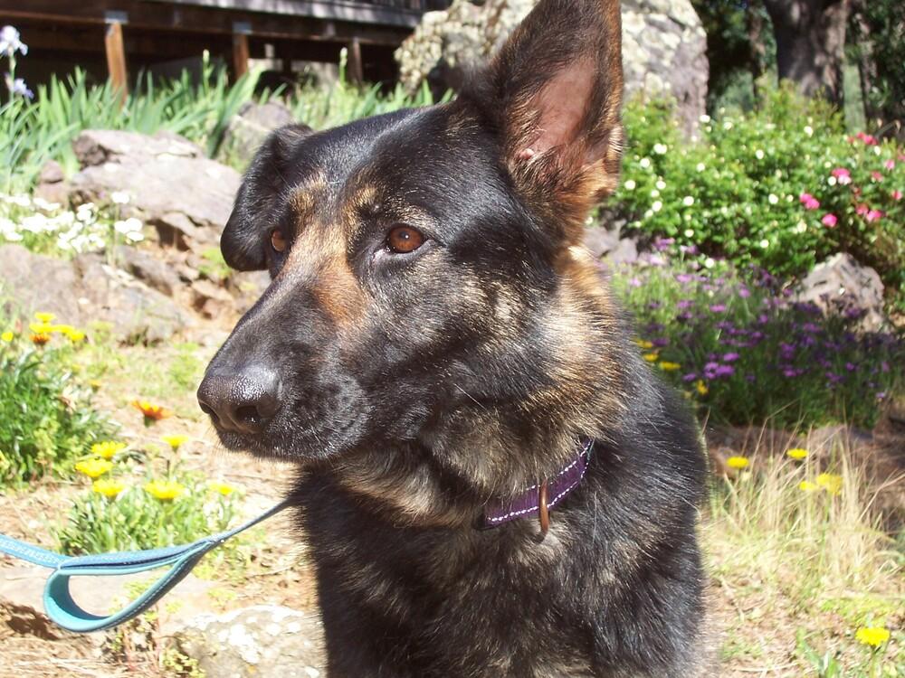 Daisy, a Adoptable German Shepherd Dog in Shingle Springs, CA image 1/4