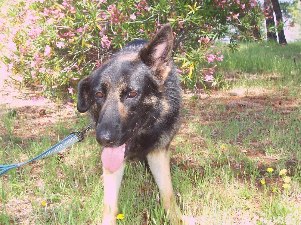 Daisy, a Adoptable German Shepherd Dog in Shingle Springs, CA image 2/4