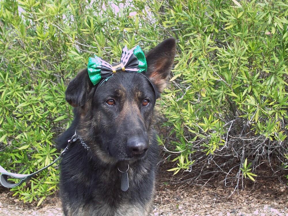 Enlarge Daisy, a Adoptable German Shepherd Dog in Shingle Springs, CA image 6/6
