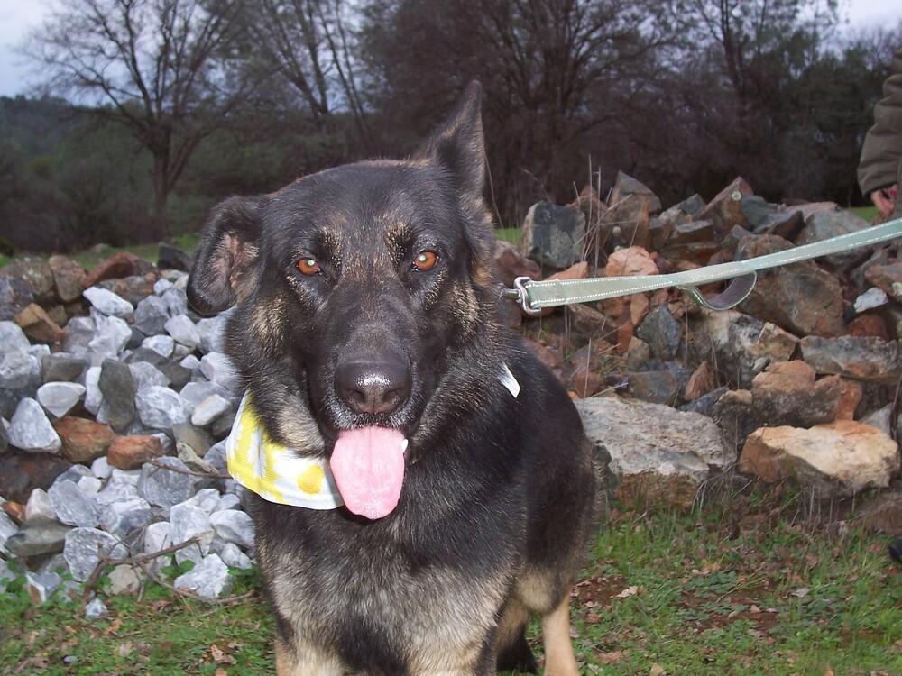 Daisy, a Adoptable German Shepherd Dog in Shingle Springs, CA image 3/4