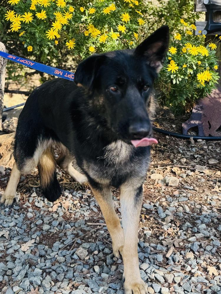 Enlarge Daisy, a Adoptable German Shepherd Dog in Shingle Springs, CA image 1/4