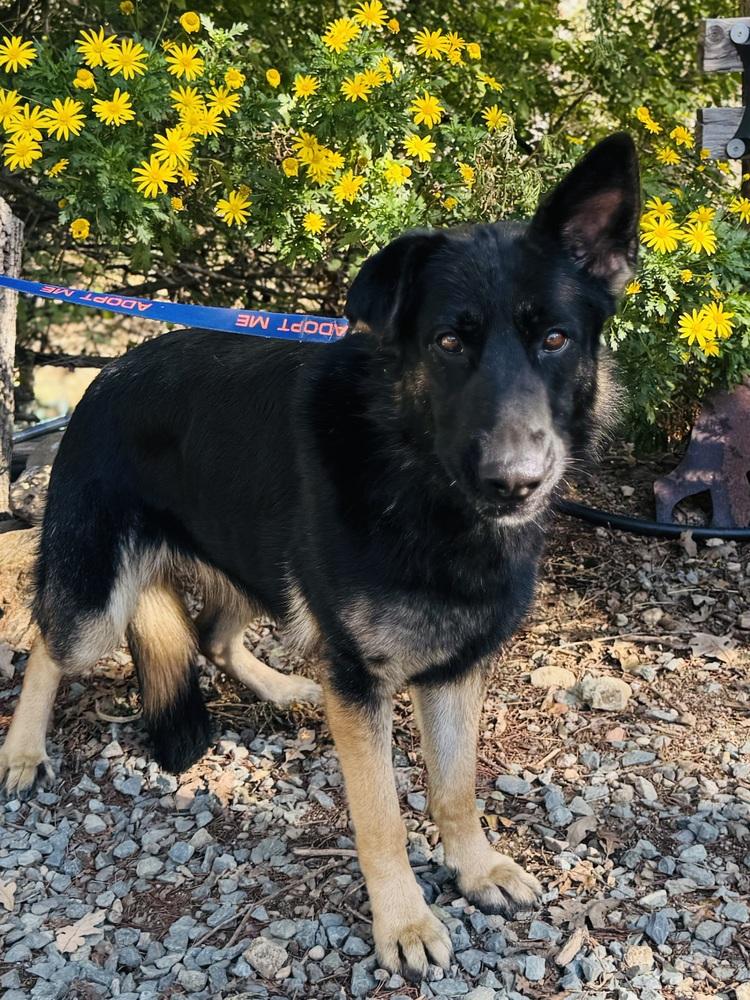 Enlarge Daisy, a Adoptable German Shepherd Dog in Shingle Springs, CA image 2/4
