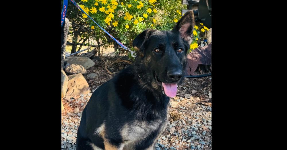 Daisy, Adoptable, Adult Female German Shepherd Dog.