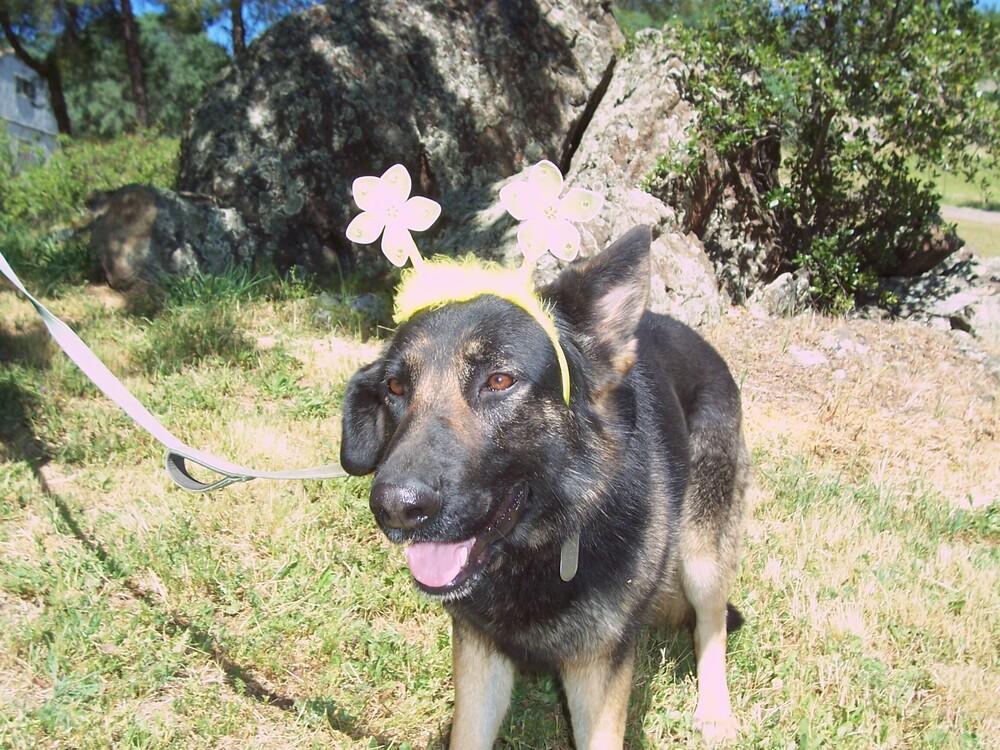 Enlarge Daisy, a Adoptable German Shepherd Dog in Shingle Springs, CA image 3/5