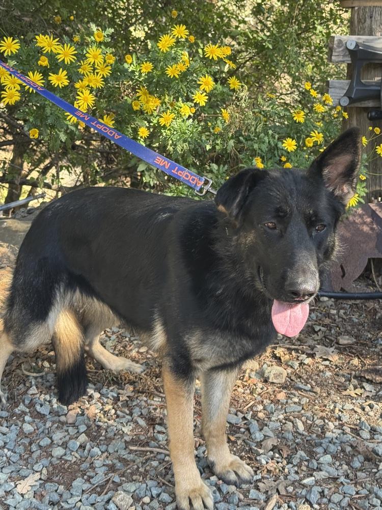 Enlarge Daisy, a Adoptable German Shepherd Dog in Shingle Springs, CA image 3/4