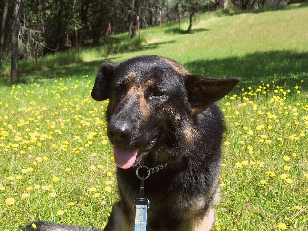 Daisy, a Adoptable German Shepherd Dog in Shingle Springs, CA image 4/4