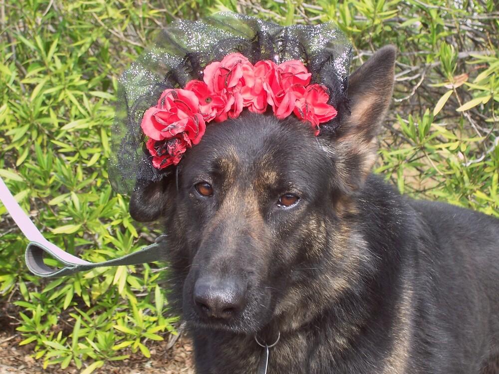 Enlarge Daisy, a Adoptable German Shepherd Dog in Shingle Springs, CA image 5/5