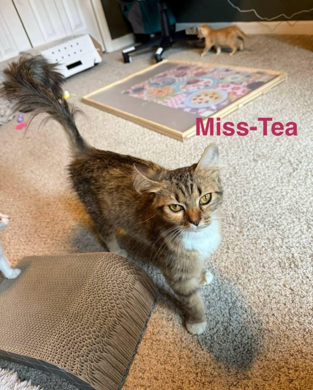 Chai - mom of the "Tea Kittens"!