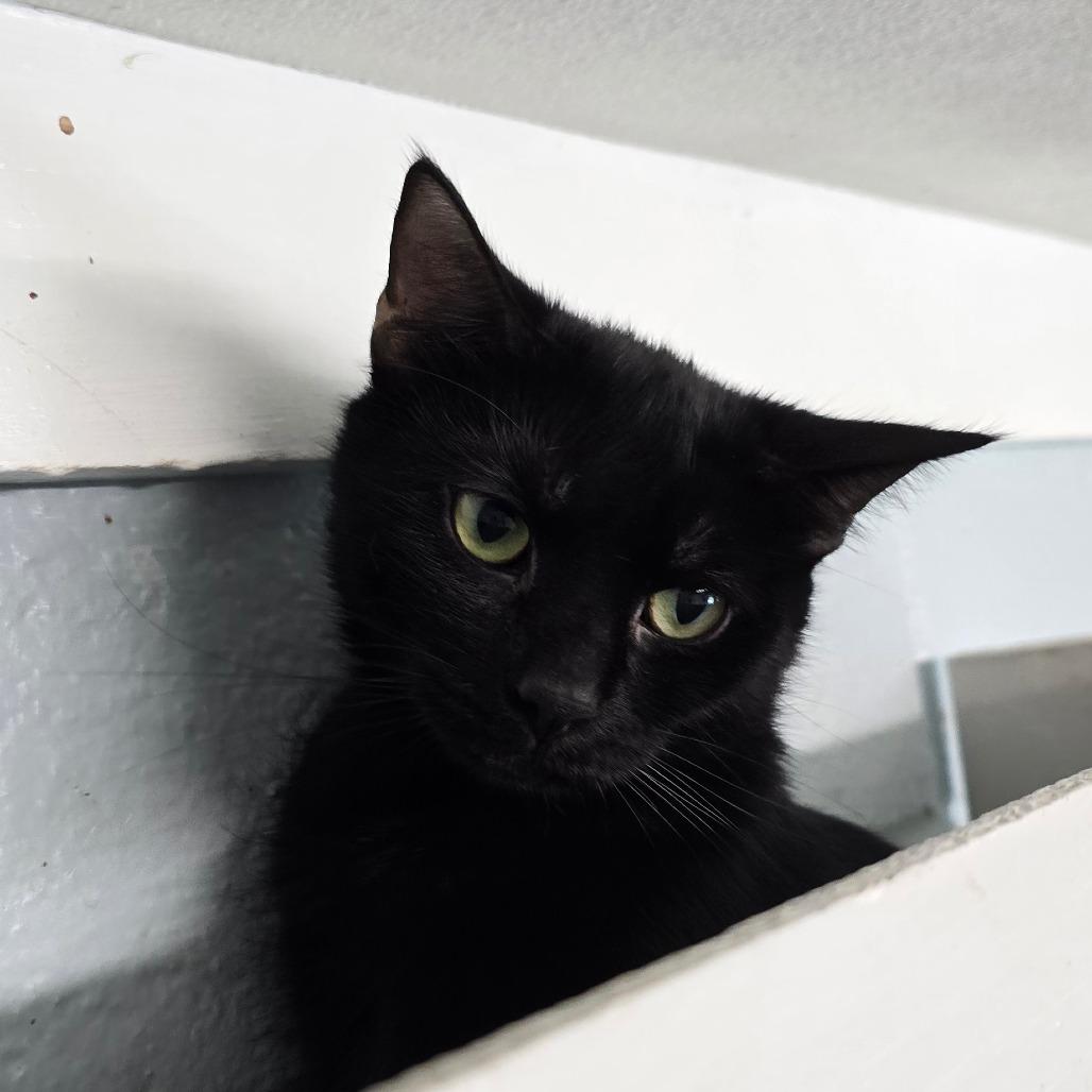 Enlarge Mamacita, a Adoptable Domestic Short Hair in Newport, NC image 1/3