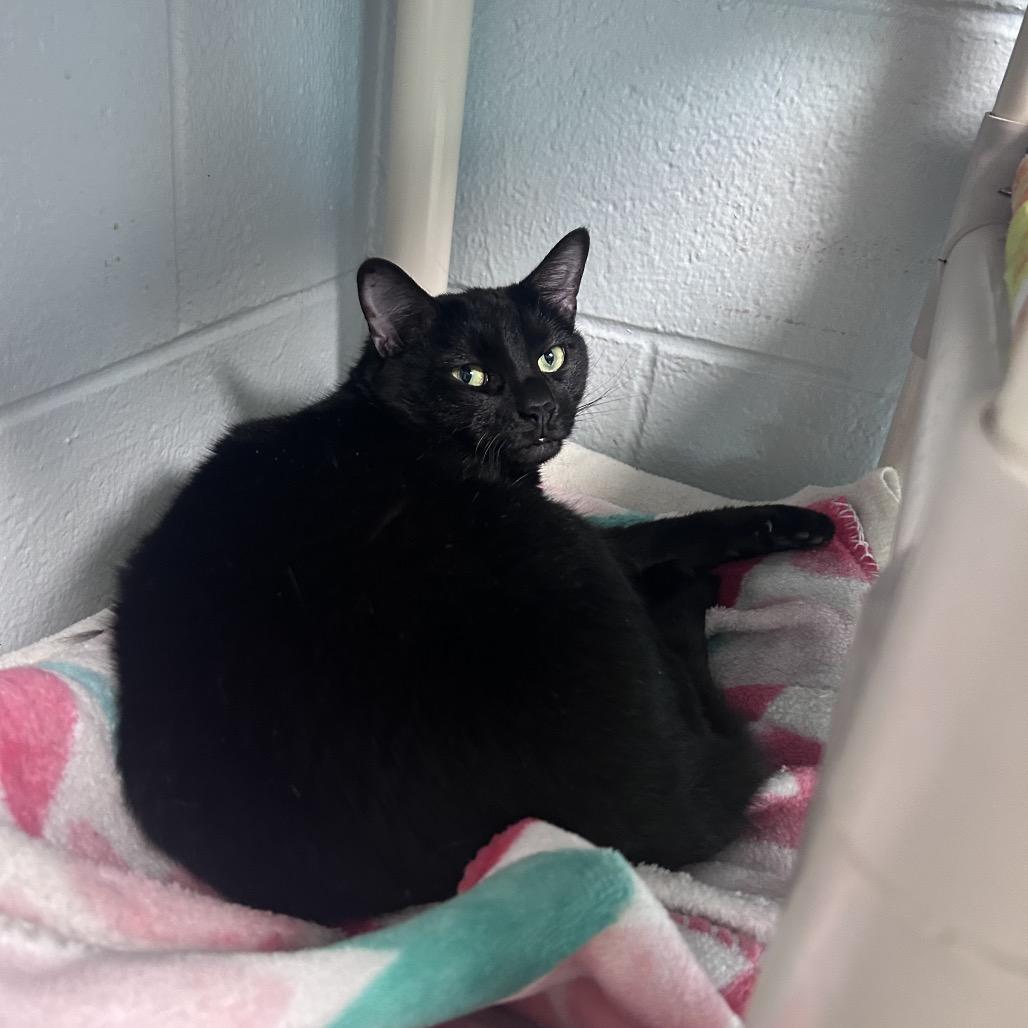 Enlarge Mamacita, a Adoptable Domestic Short Hair in Newport, NC image 3/3