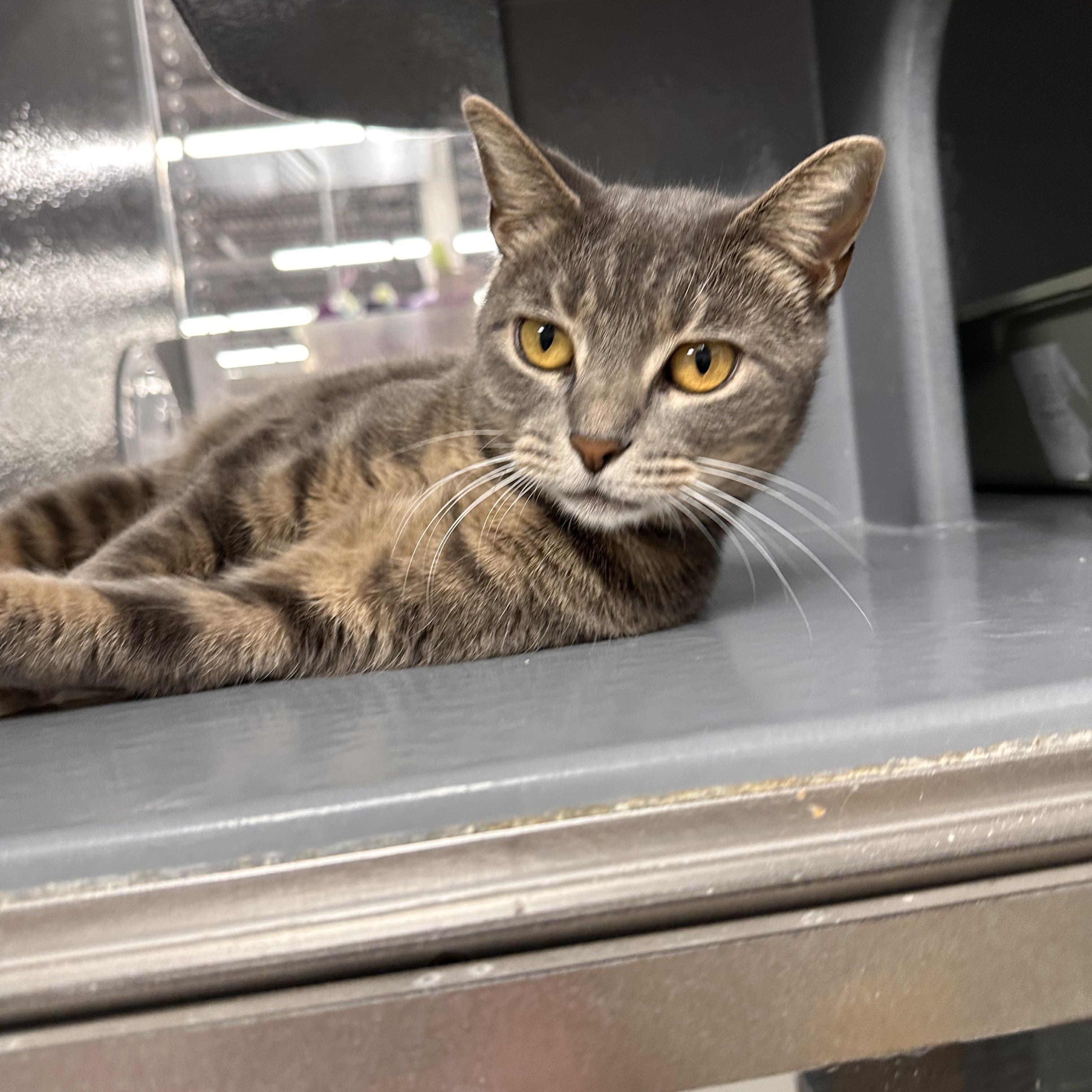 Snow - Riley Fuzzel Petsmart