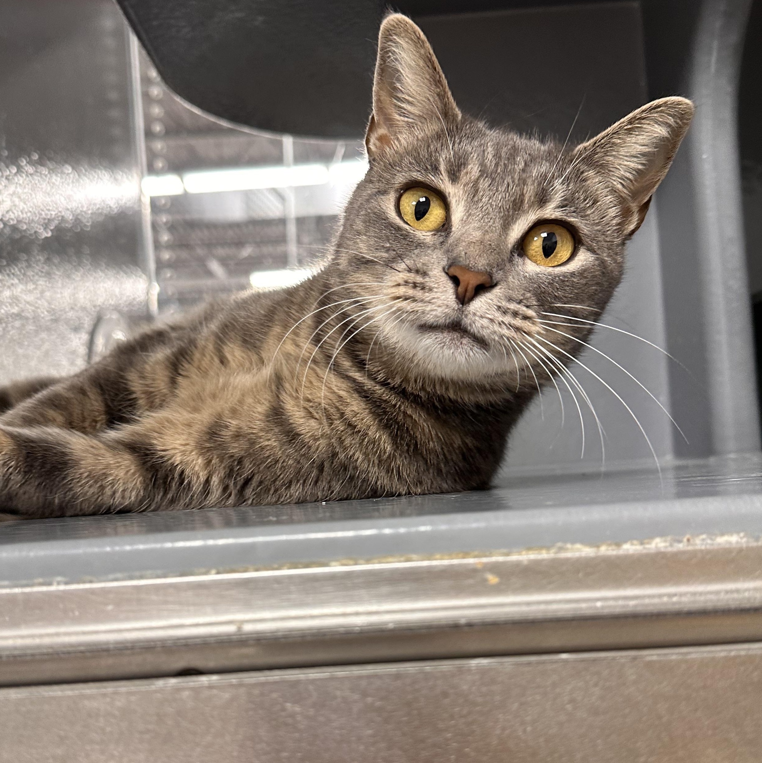 Snow - Riley Fuzzel Petsmart