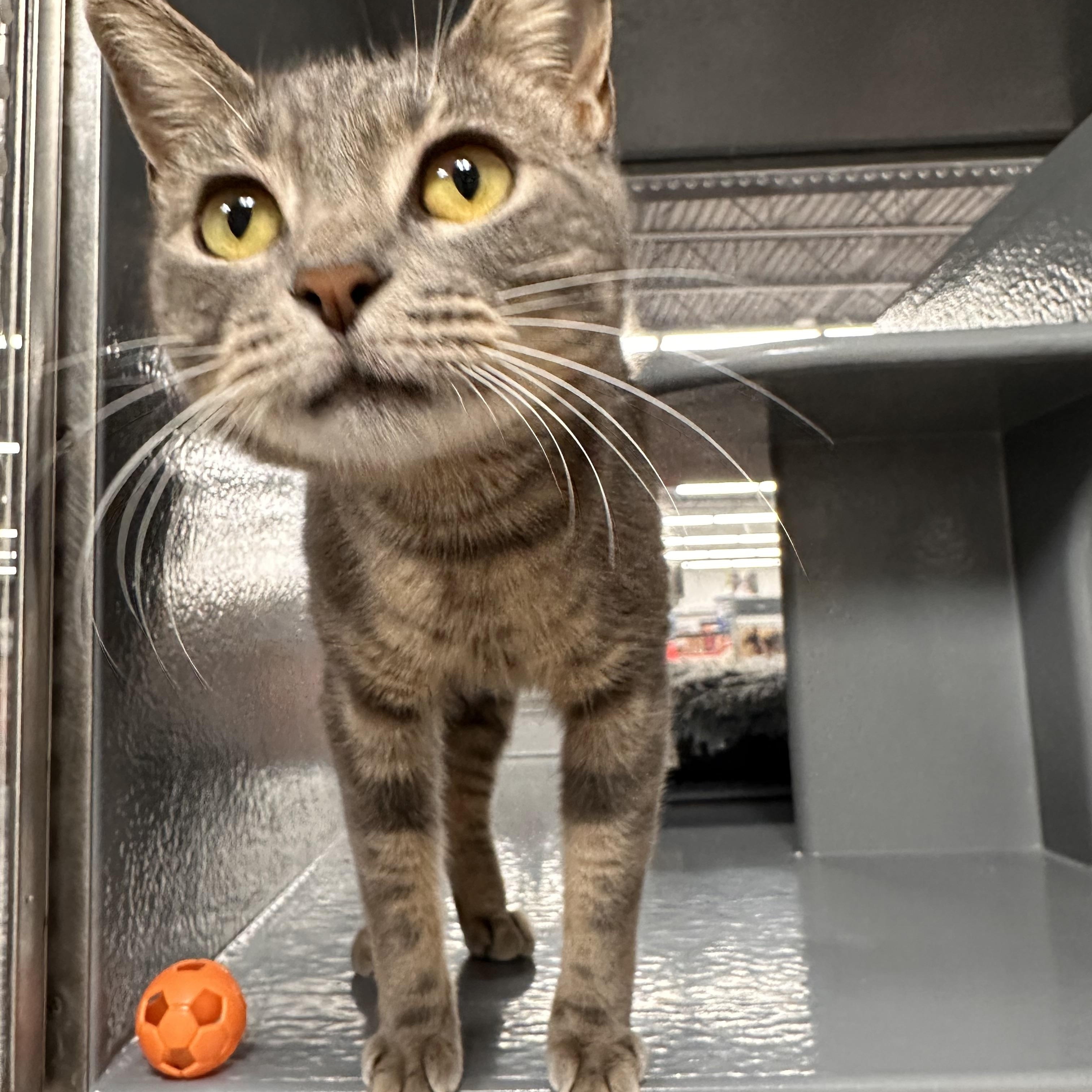 Snow - Riley Fuzzel Petsmart