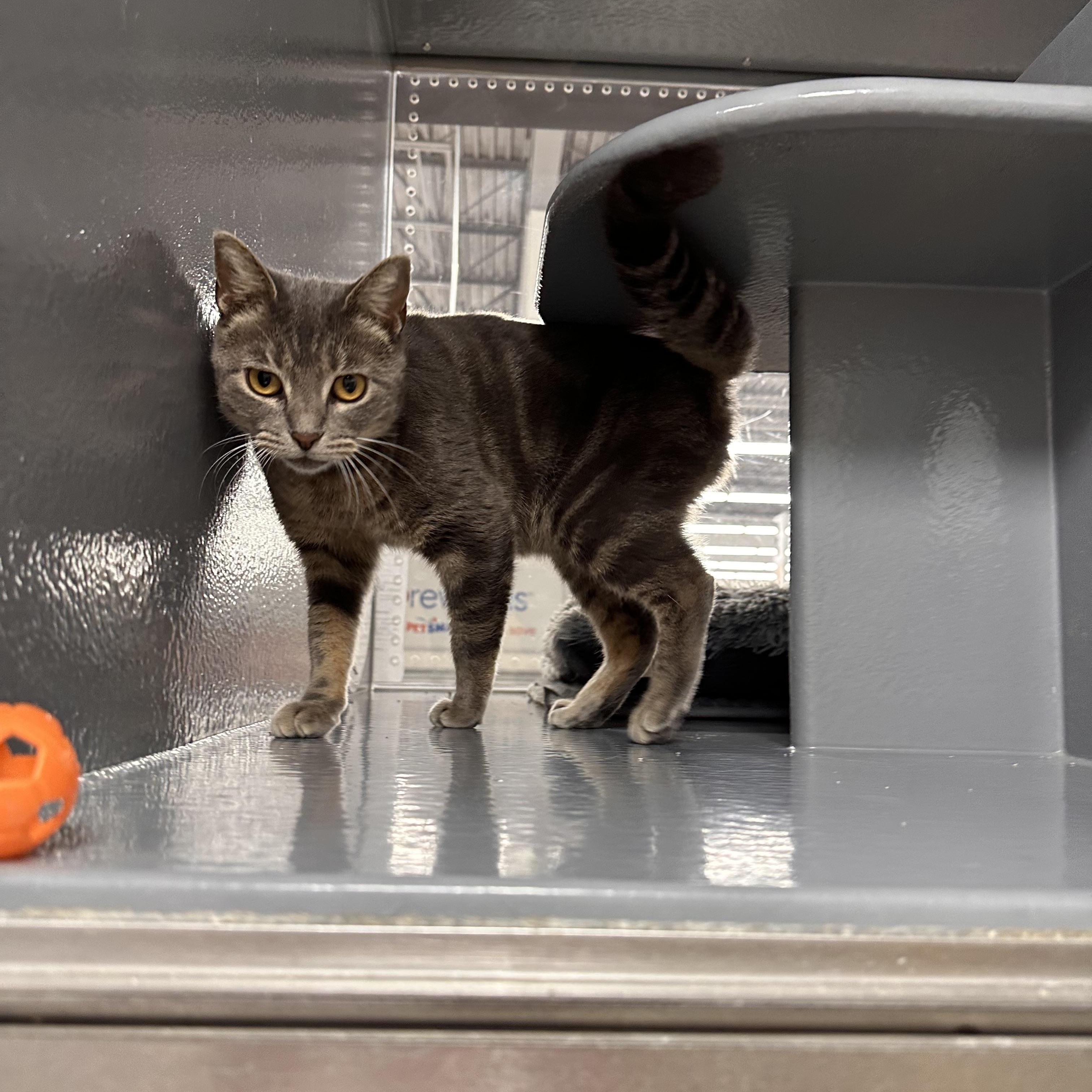 Snow - Riley Fuzzel Petsmart