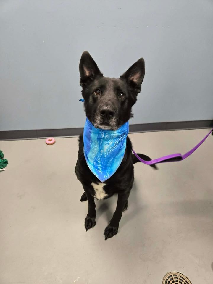 Enlarge Bear , a ADOPTABLE mixed breed in Zanesville, OH image 2/2