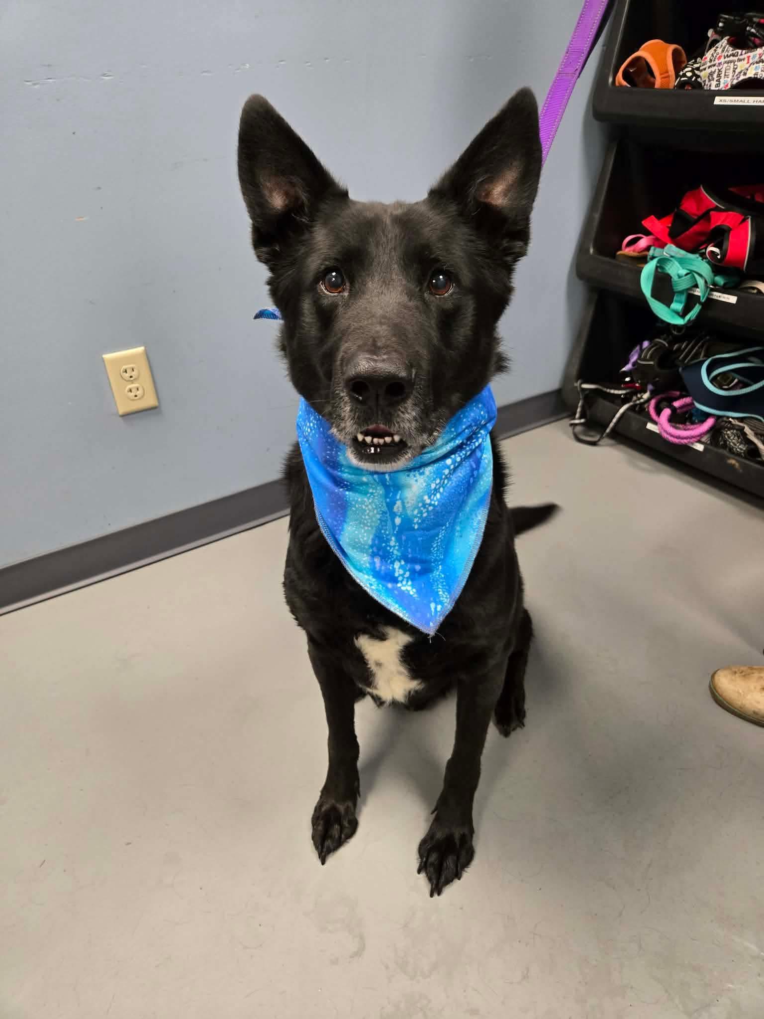 Enlarge Bear , a ADOPTABLE mixed breed in Zanesville, OH image 1/2