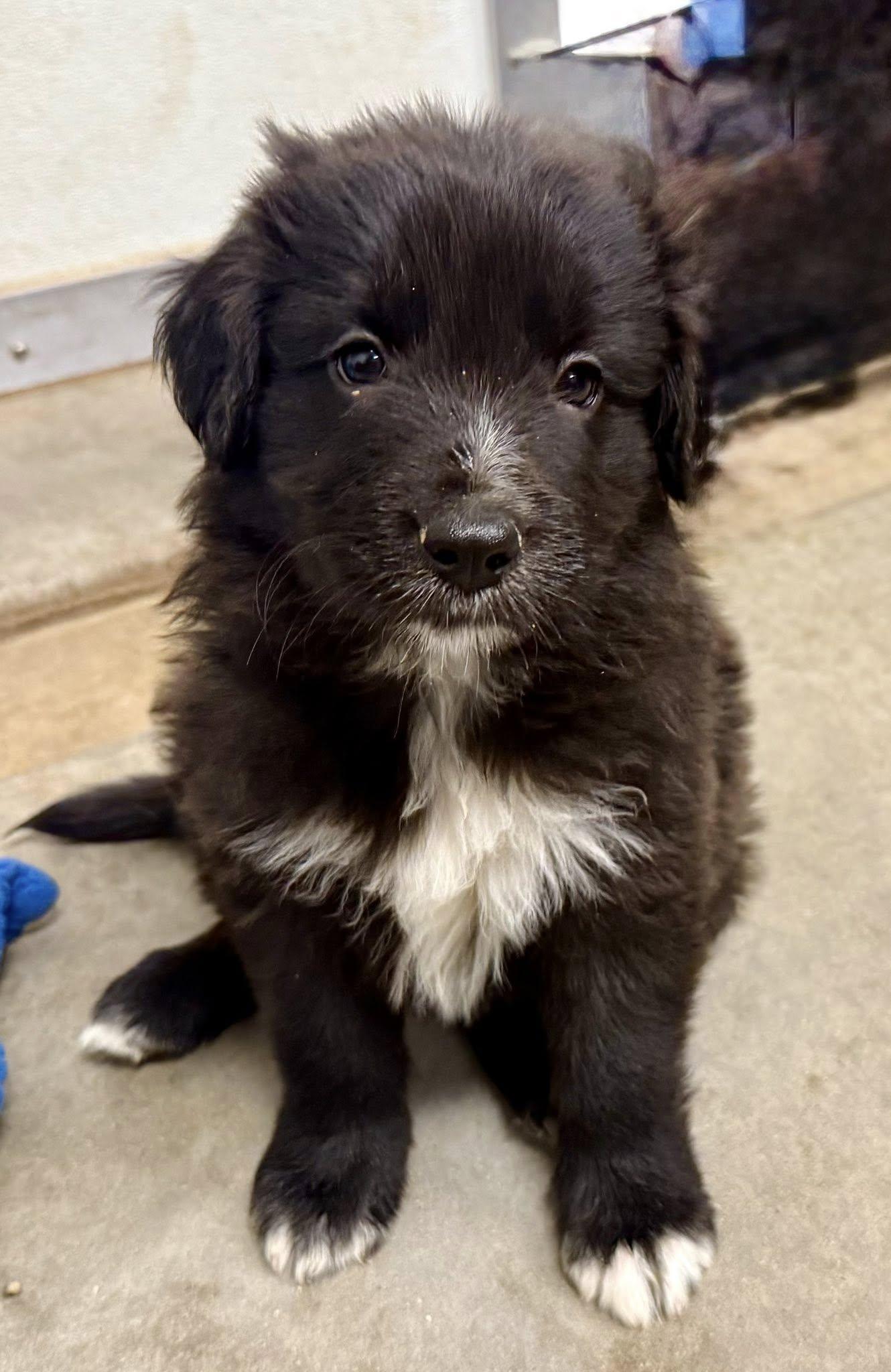 Pear, Adopted, Puppy Male Border Collie & Flat-Coated Retriever.