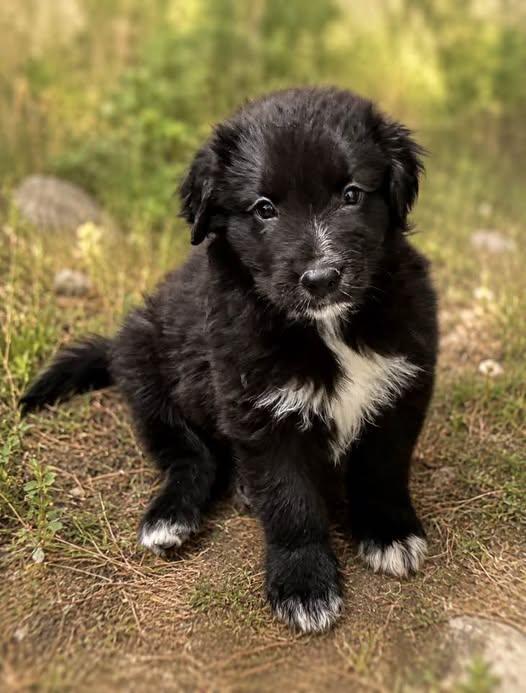 Enlarge Pear, a Adopted mixed breed in Phoenix, AZ image 3/3