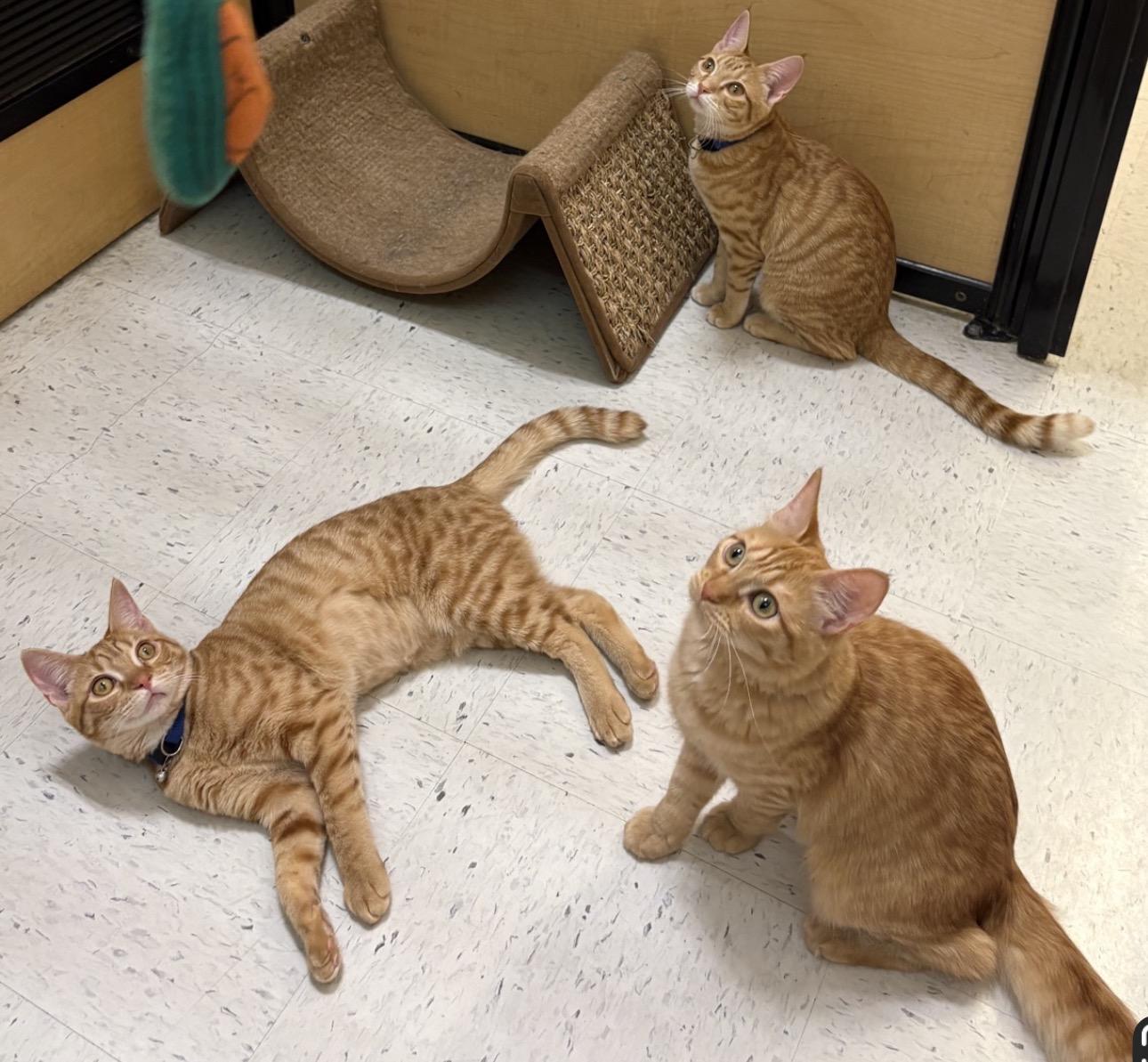 Enlarge Goldfinch, an adopted Domestic Medium Hair in Austin, TX image 6/6