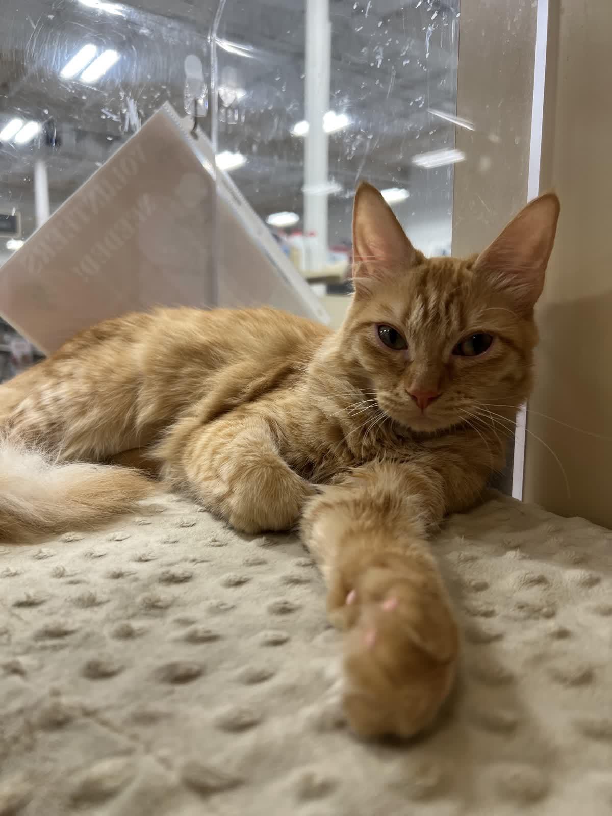 Enlarge Goldfinch, an adopted Domestic Medium Hair in Austin, TX image 5/6