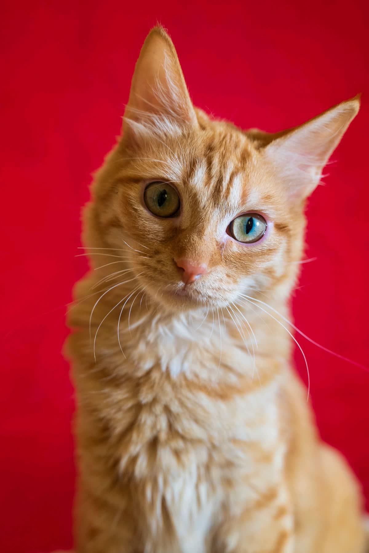 Enlarge Goldfinch, an adopted Domestic Medium Hair in Austin, TX image 1/6