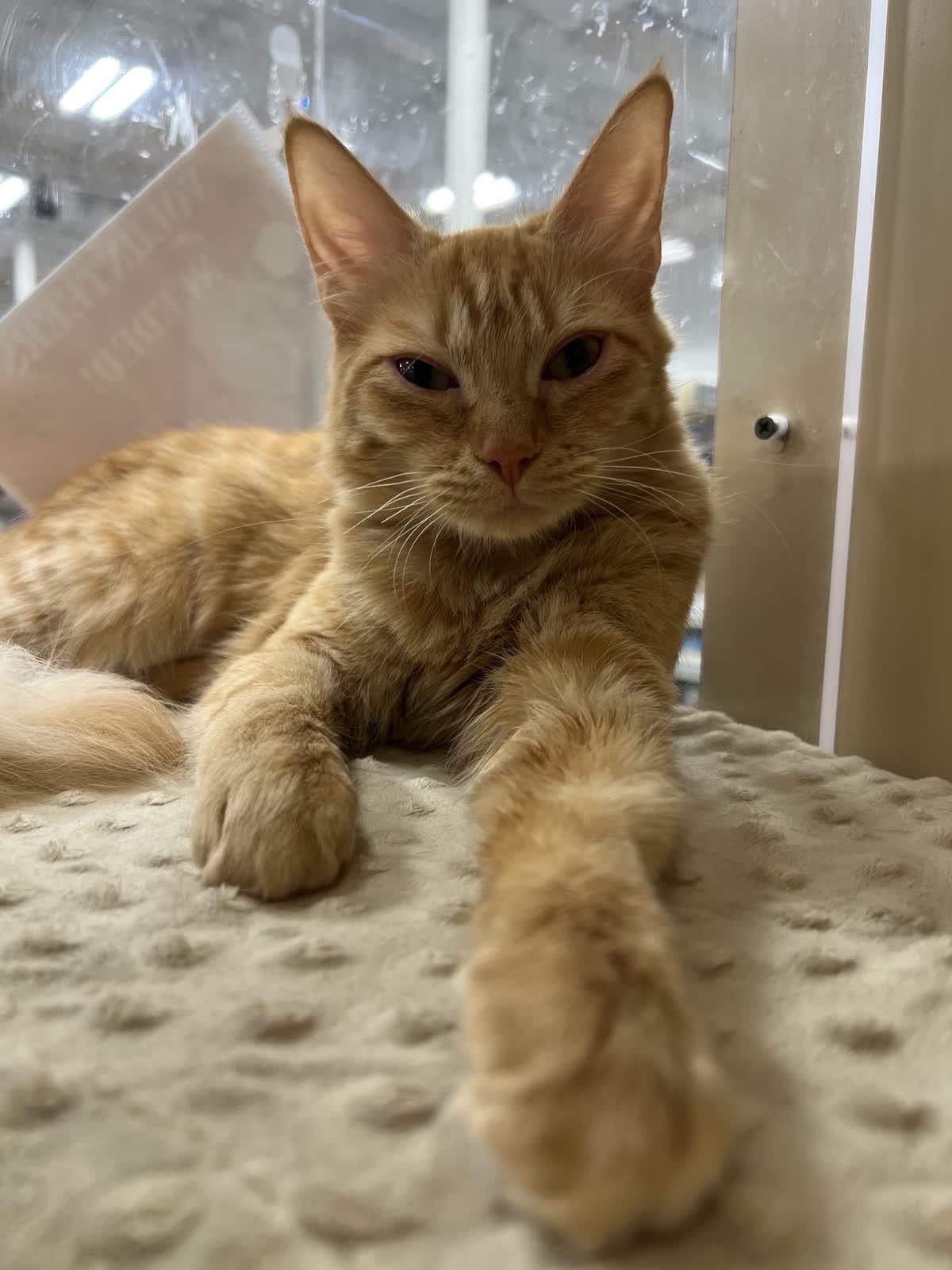 Enlarge Goldfinch, an adopted Domestic Medium Hair in Austin, TX image 4/6