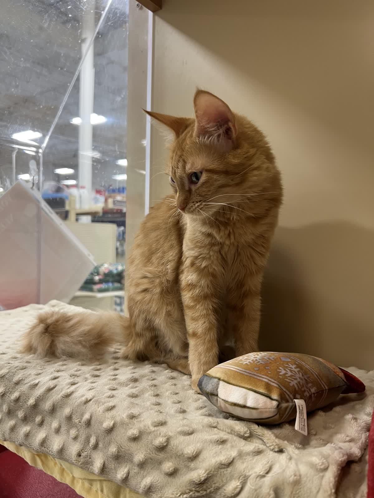 Enlarge Goldfinch, an adopted Domestic Medium Hair in Austin, TX image 3/6