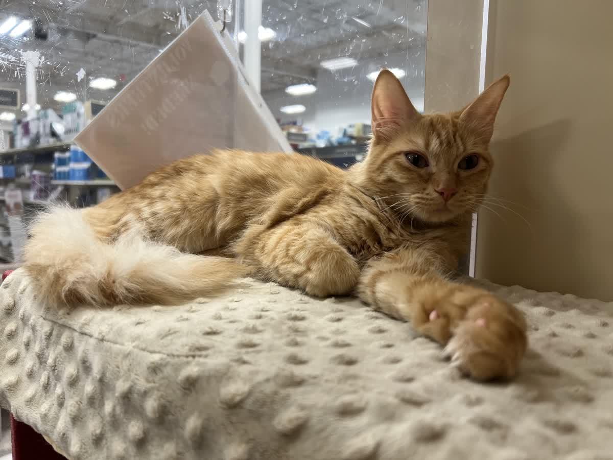 Enlarge Goldfinch, an adopted Domestic Medium Hair in Austin, TX image 2/6