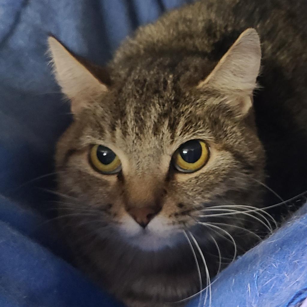 Mila, a Adoptable Domestic Short Hair in Hemet, CA image 1/2
