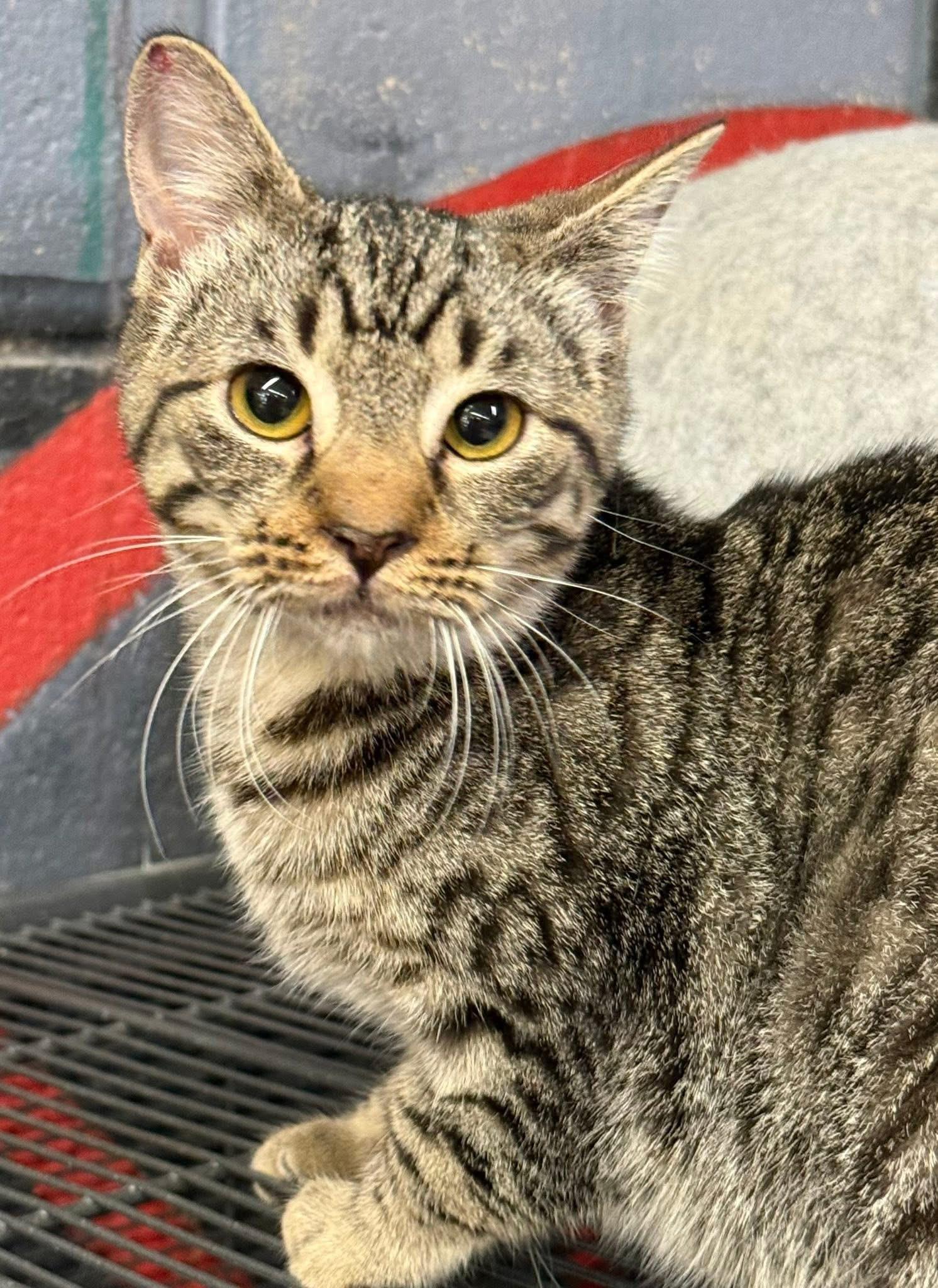 Judson Lee, Adoptable, Young Male Tabby.