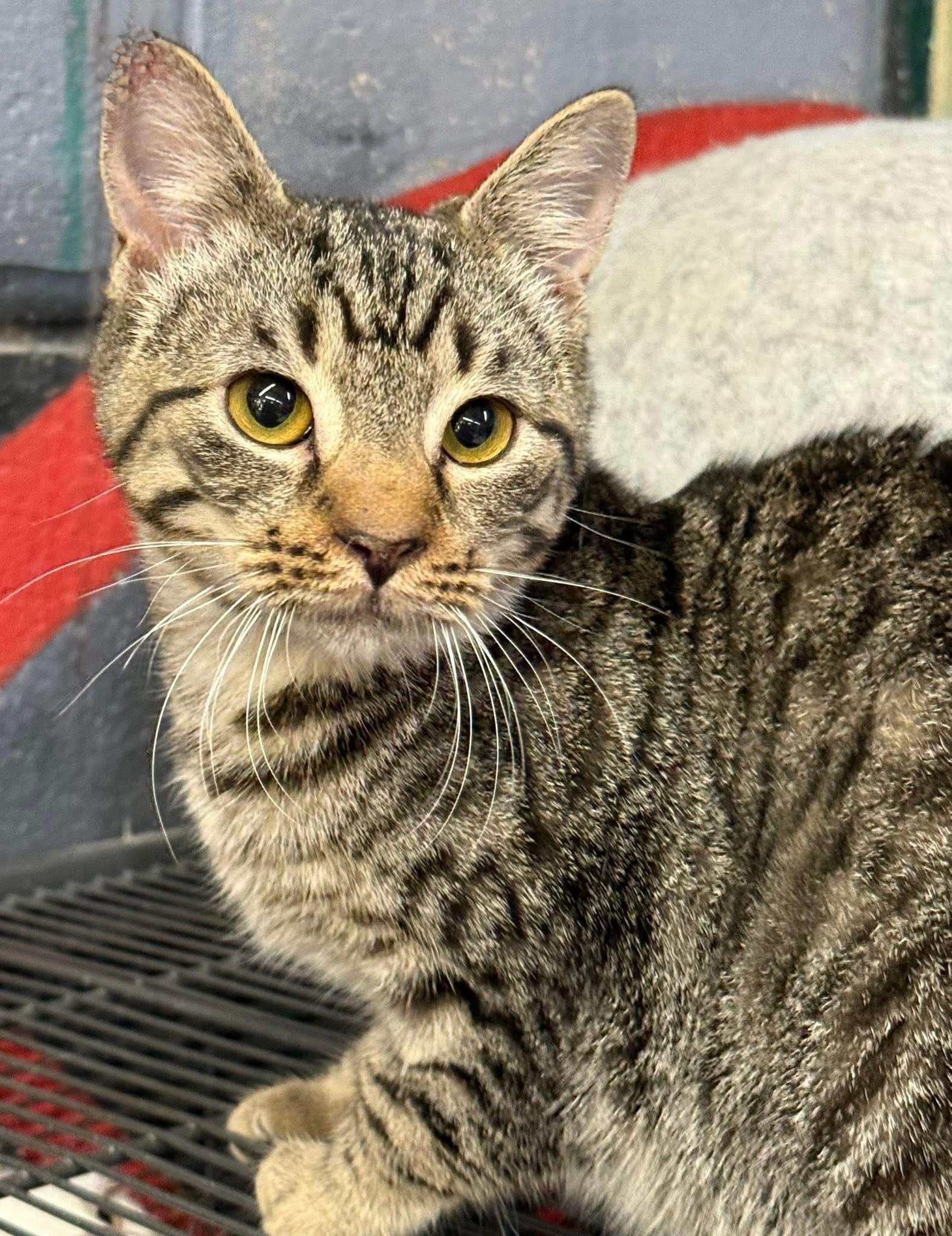 Judson Lee, a Adoptable Tabby in Jackson, GA image 2/4