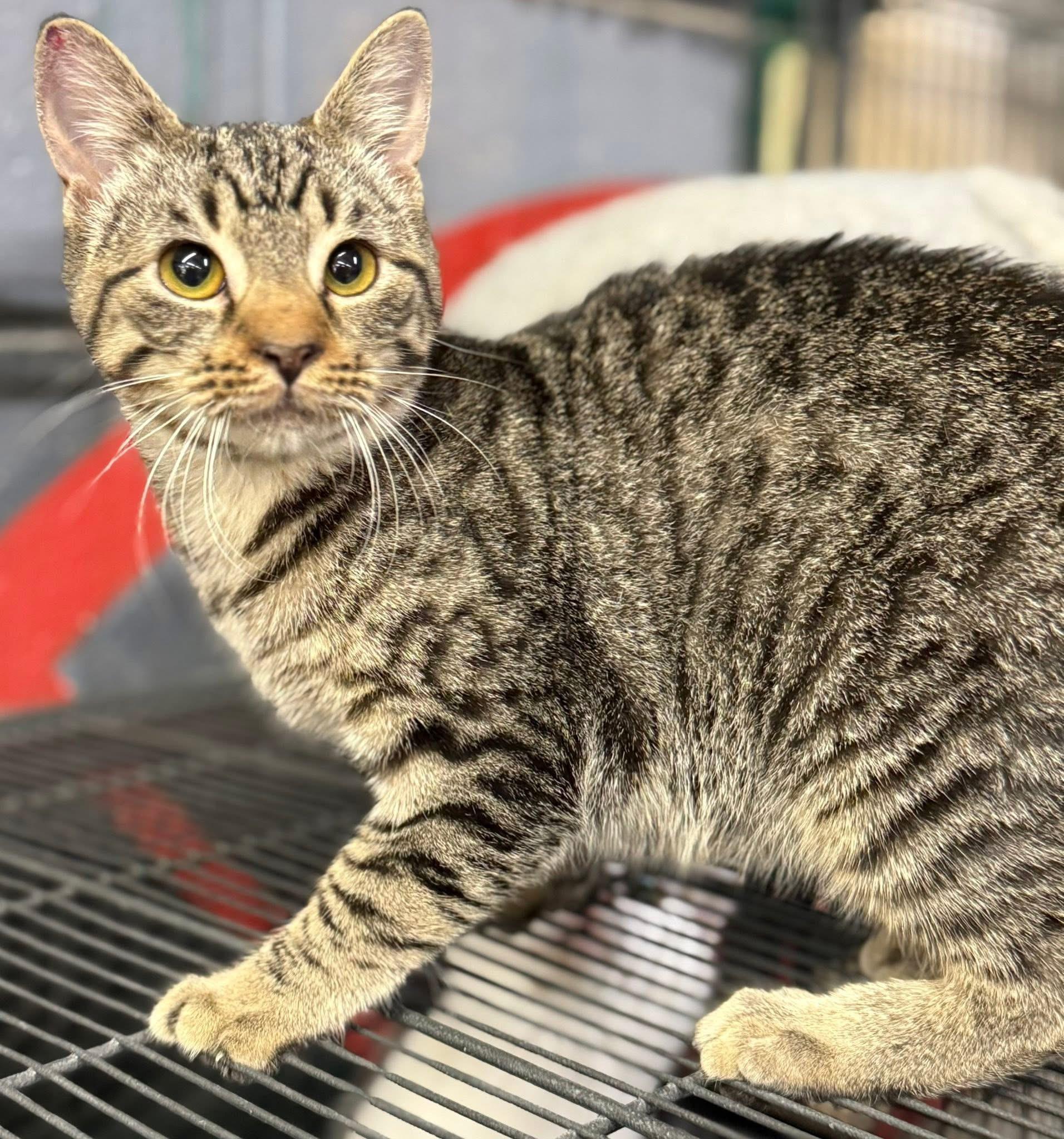 Judson Lee, a Adoptable Tabby in Jackson, GA image 3/4