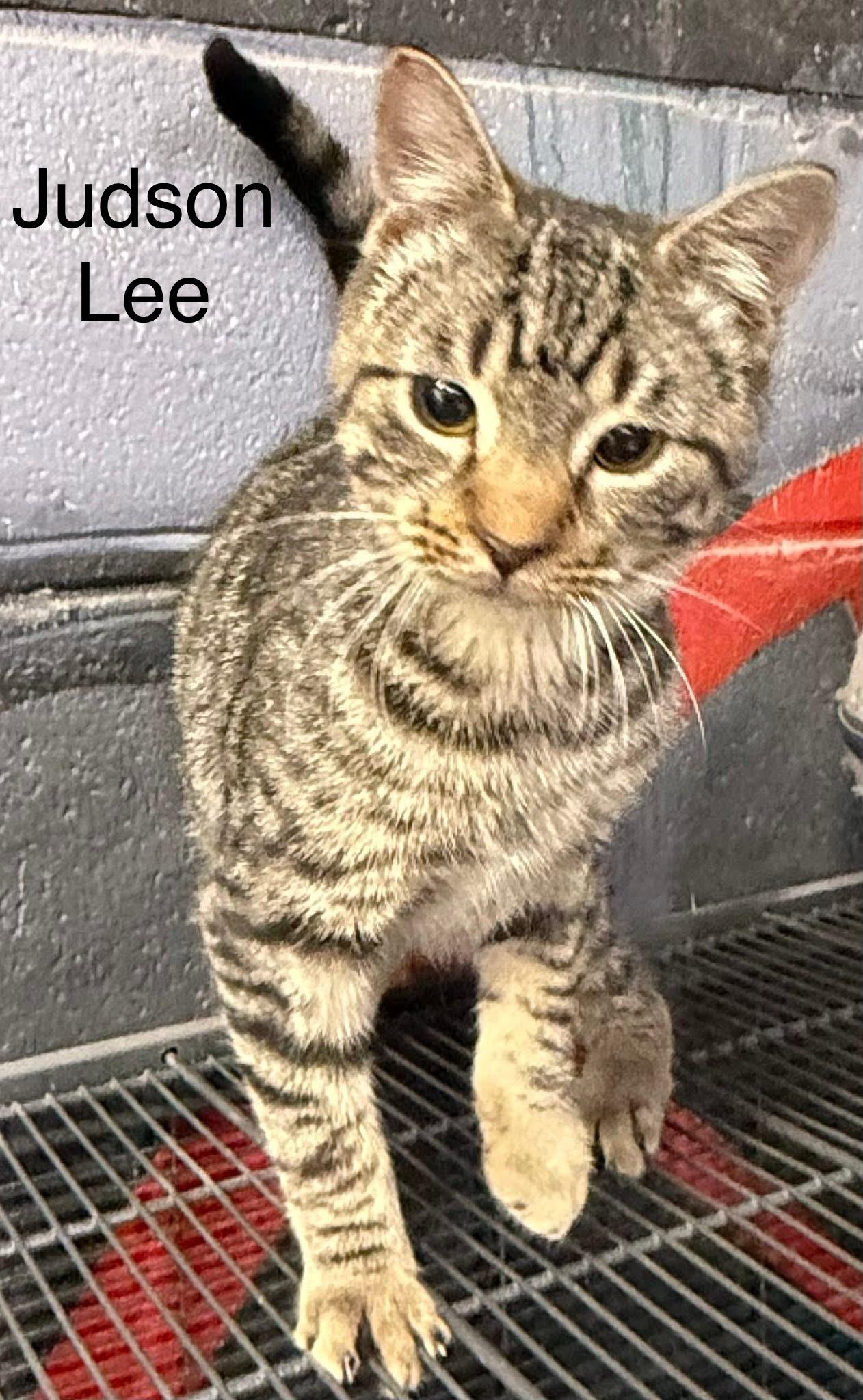 Judson Lee, a Adoptable Tabby in Jackson, GA image 4/4