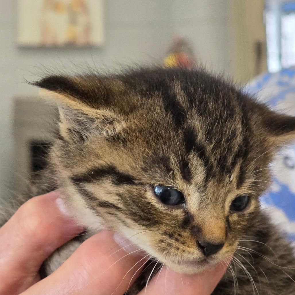 Enlarge Yanshi, a Adoptable Domestic Short Hair in Huntsville, AL image 1/3