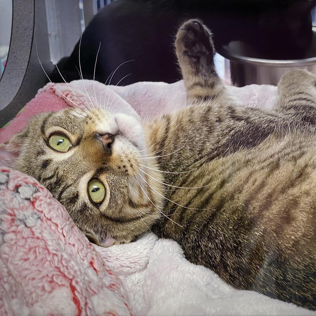 Enlarge Yanshi, a Adoptable Domestic Short Hair in Huntsville, AL image 2/3
