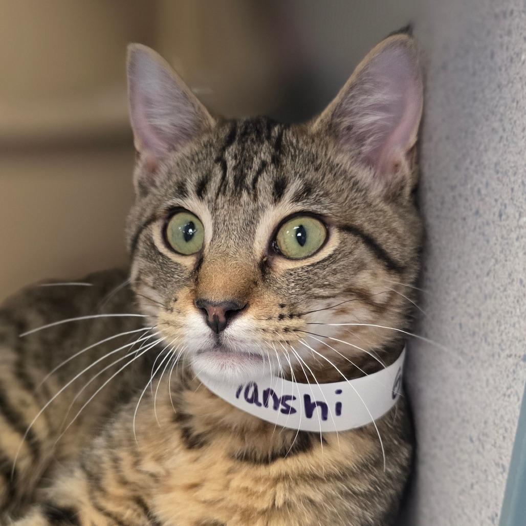 Enlarge Yanshi, a Adoptable Domestic Short Hair in Huntsville, AL image 3/3