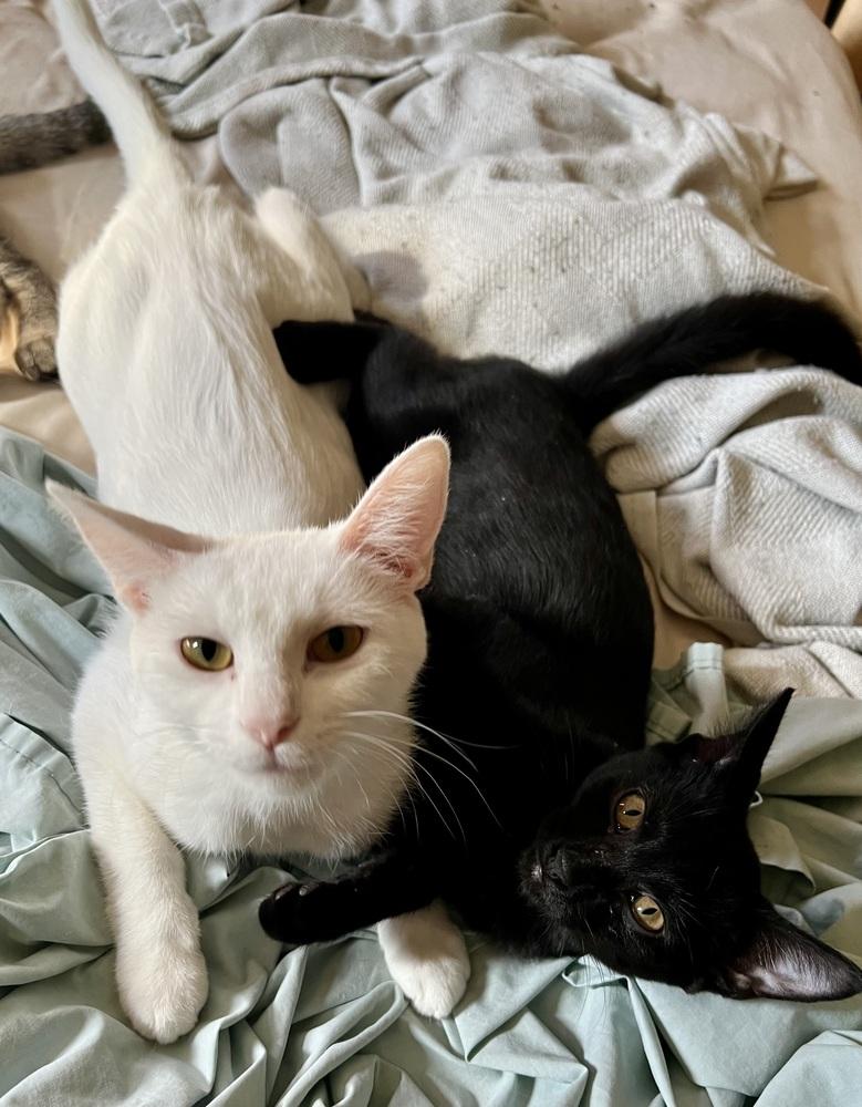 Enlarge Fuji (bonded to Ambrosia), a Adoptable Domestic Short Hair in Wheaton, IL image 1/4