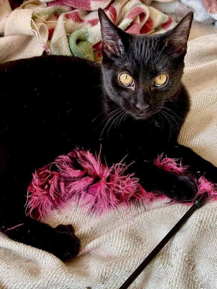 Enlarge Fuji (bonded to Ambrosia), a Adoptable Domestic Short Hair in Wheaton, IL image 2/4