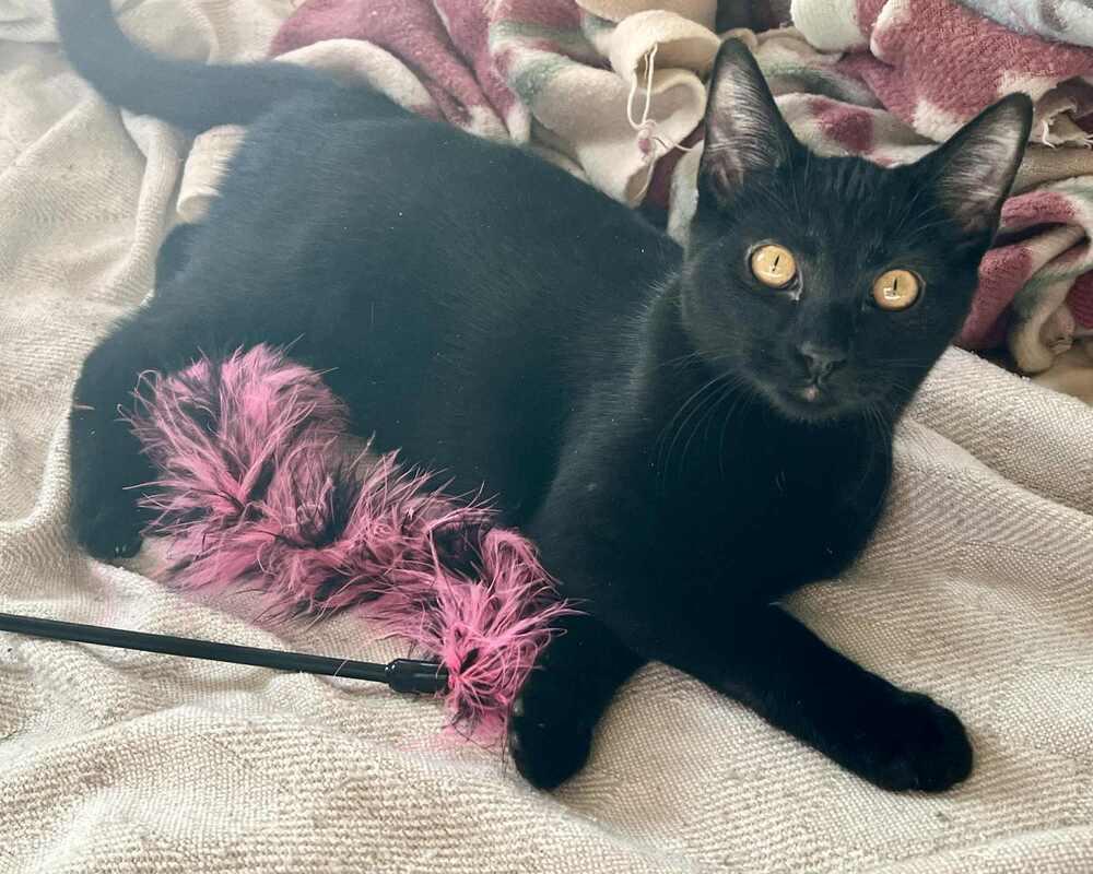 Enlarge Fuji (bonded to Ambrosia), a Adoptable Domestic Short Hair in Wheaton, IL image 3/4