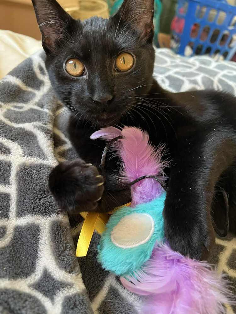 Enlarge Fuji (bonded to Ambrosia), a Adoptable Domestic Short Hair in Wheaton, IL image 4/4