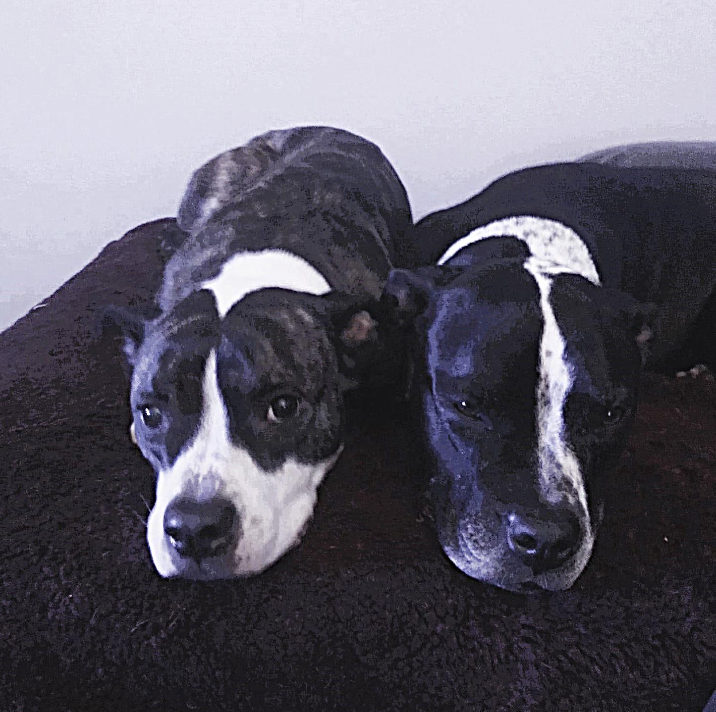Duchess and Petrie, ADOPTABLE, Senior Female Terrier.