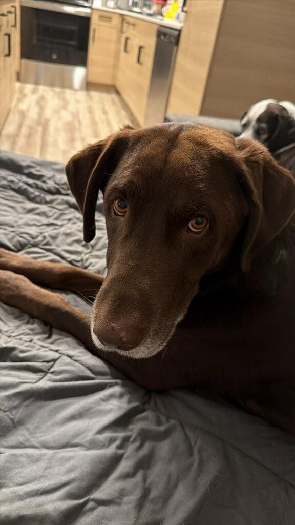 Enlarge Huckleberry - Courtesy Listing see info, a Adoptable Chocolate Labrador Retriever in Polson, MT image 1/3