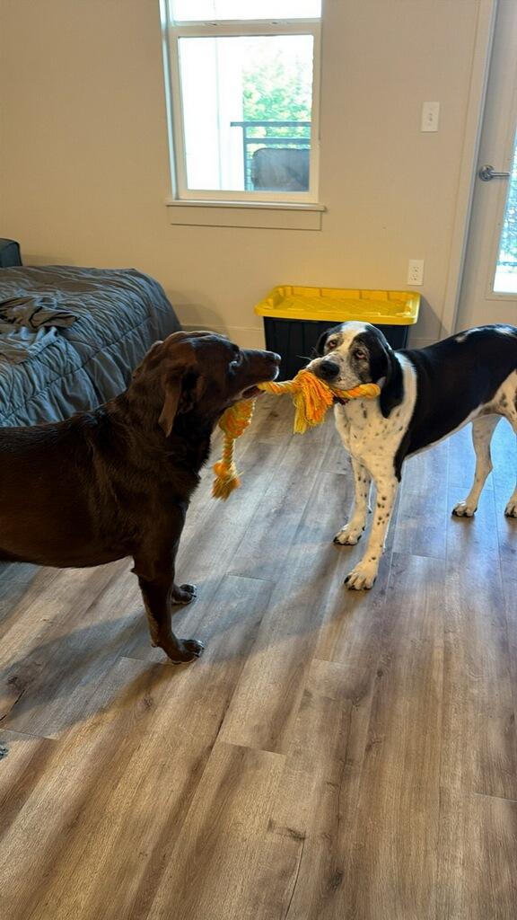 Enlarge Huckleberry - Courtesy Listing see info, a Adoptable Chocolate Labrador Retriever in Polson, MT image 2/3