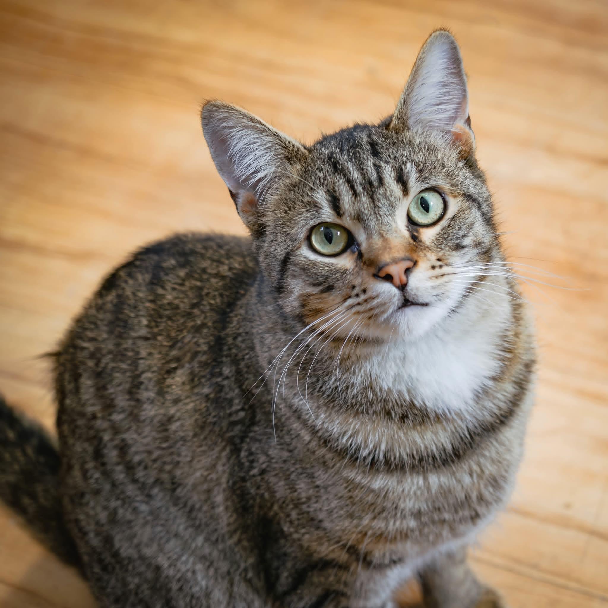 Loui, ADOPTABLE, Young Male Tabby.