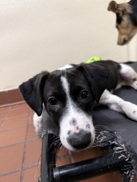 Panda, a Adoptable mixed breed in Lake Hopatcong, NJ image 1/3